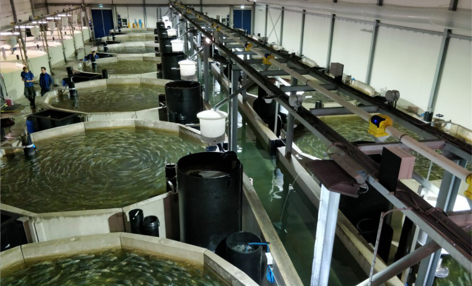 sistema de recirculación para acuicultura